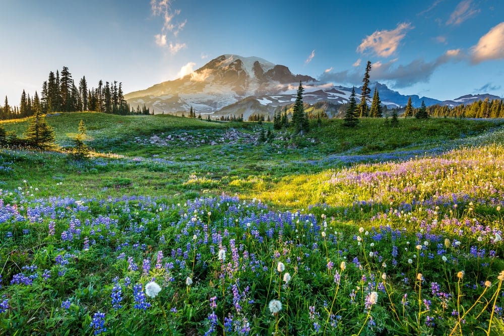 Different types of flowers and types of plants in a National Park