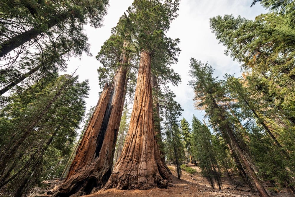 Tall redwood trees in Sequoia Park