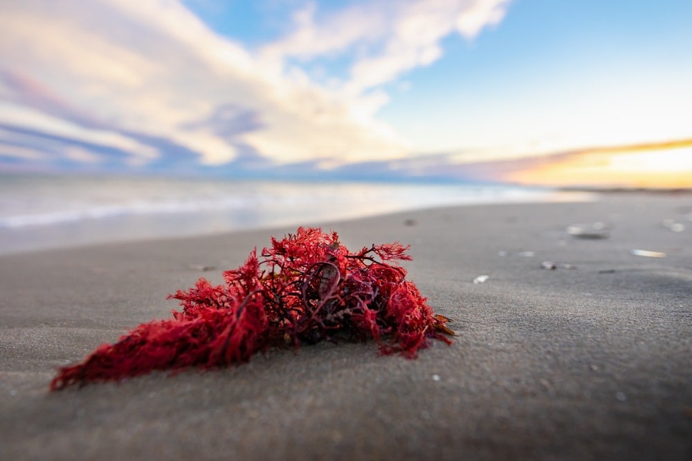 Rhodophyceae (Red algae)