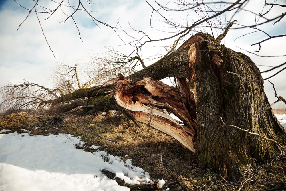 A broken tree fell to the ground in a field from a strong derecho