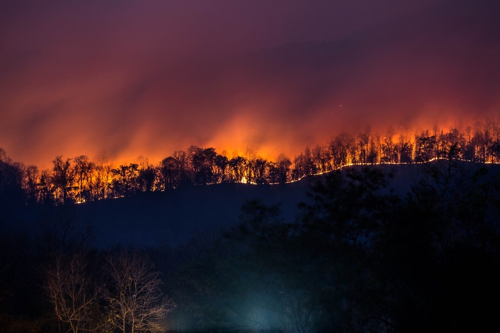 Trees burning during the night