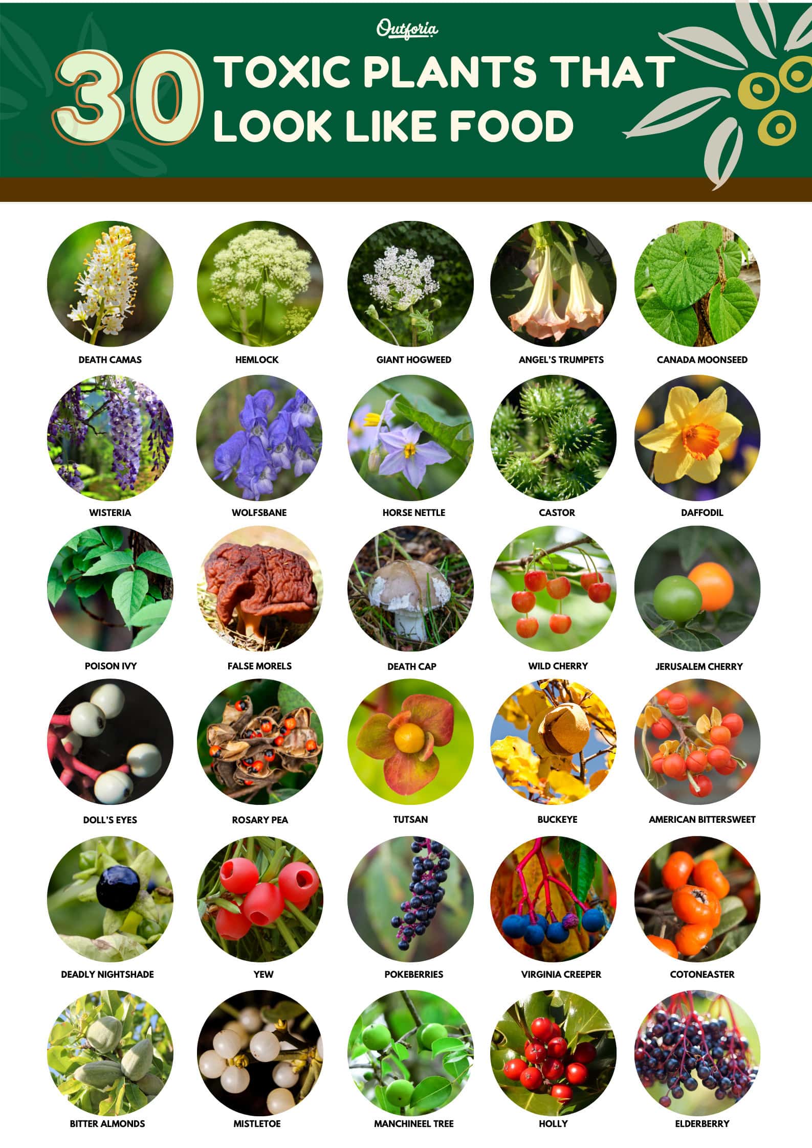 infographic about different types of toxic plants