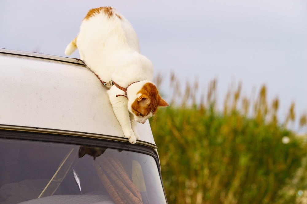 Cat playing on a RV van