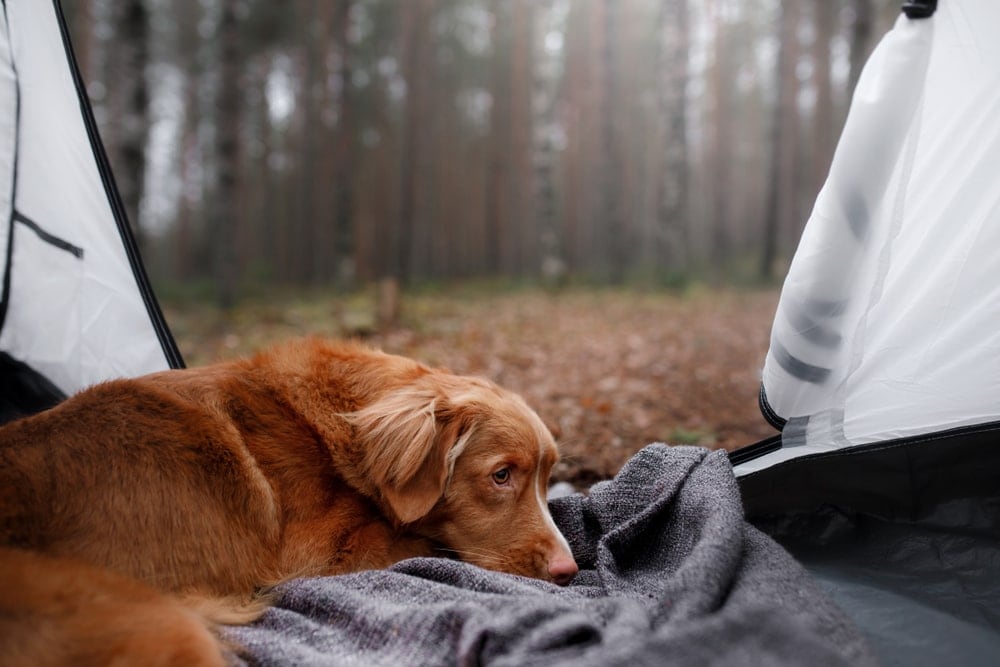 Lying dog in a camping tent in the forest 