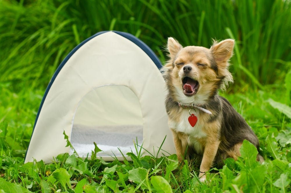 A chihuahua yawning beside a dog tent