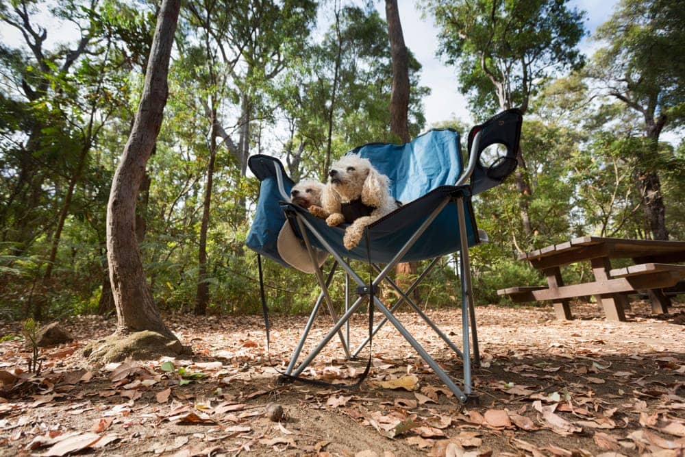 Two dogs sitting on a camping chair in a park