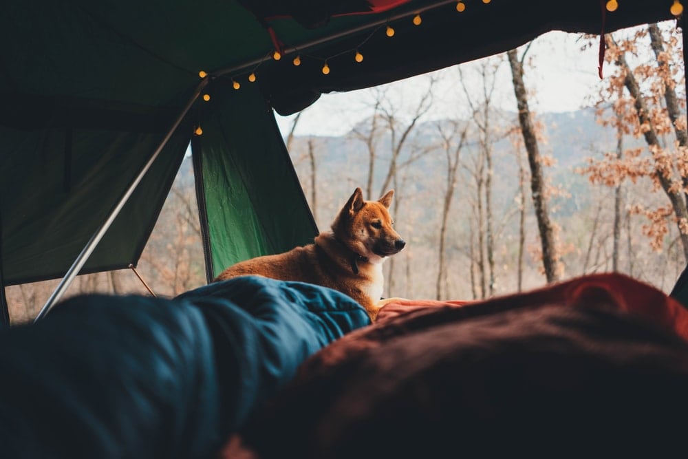 A dog inside a cozy tent with