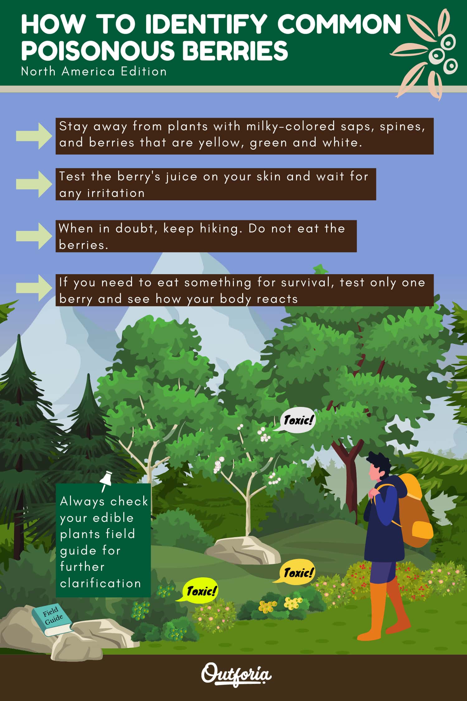 How to identify common poisonous berries infographics