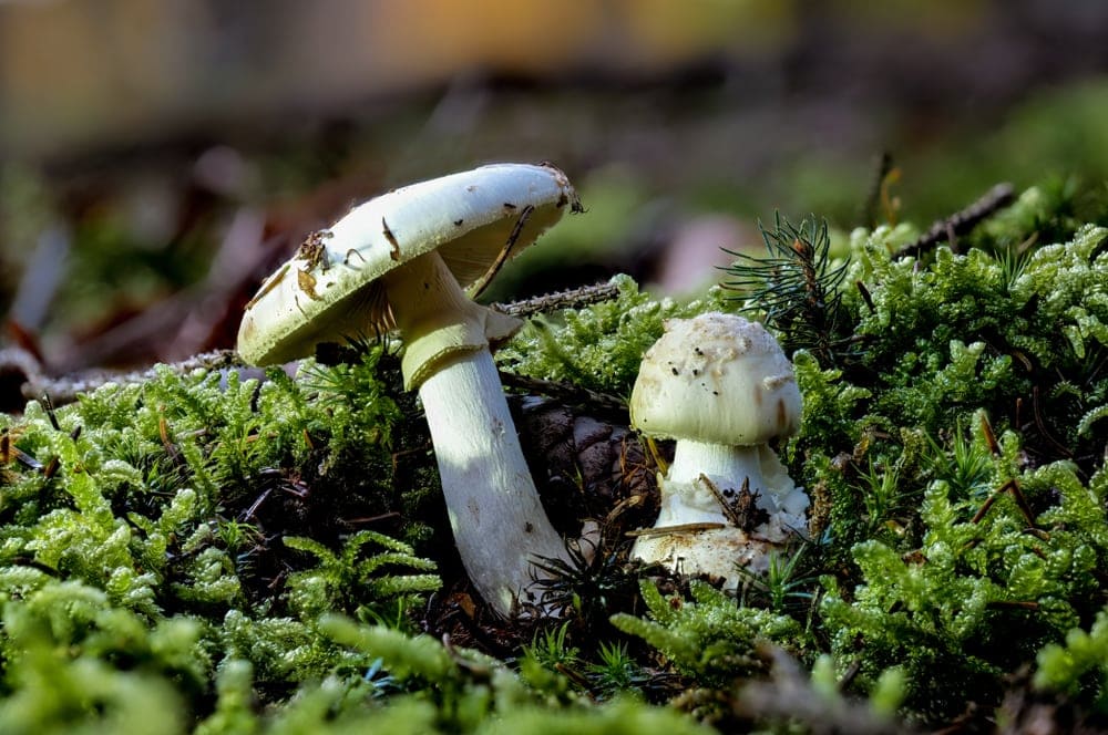 Death cap (Amanita phalloides)