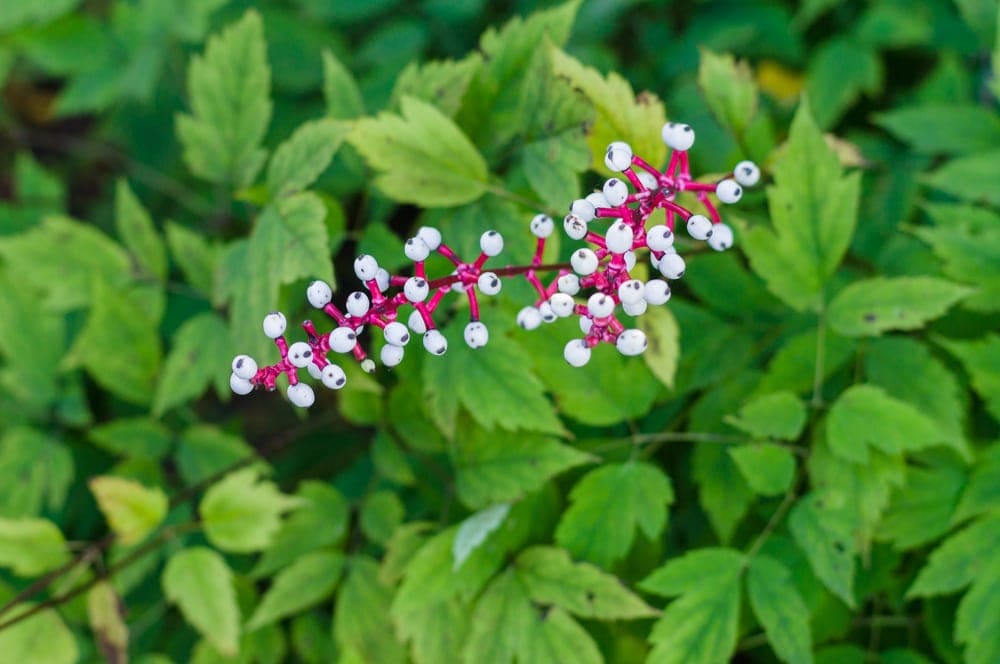 Doll’s eyes (Actaea pachypoda)