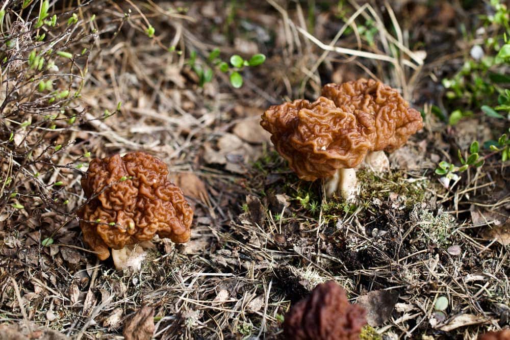 False Morel (Gyromitra esculenta)