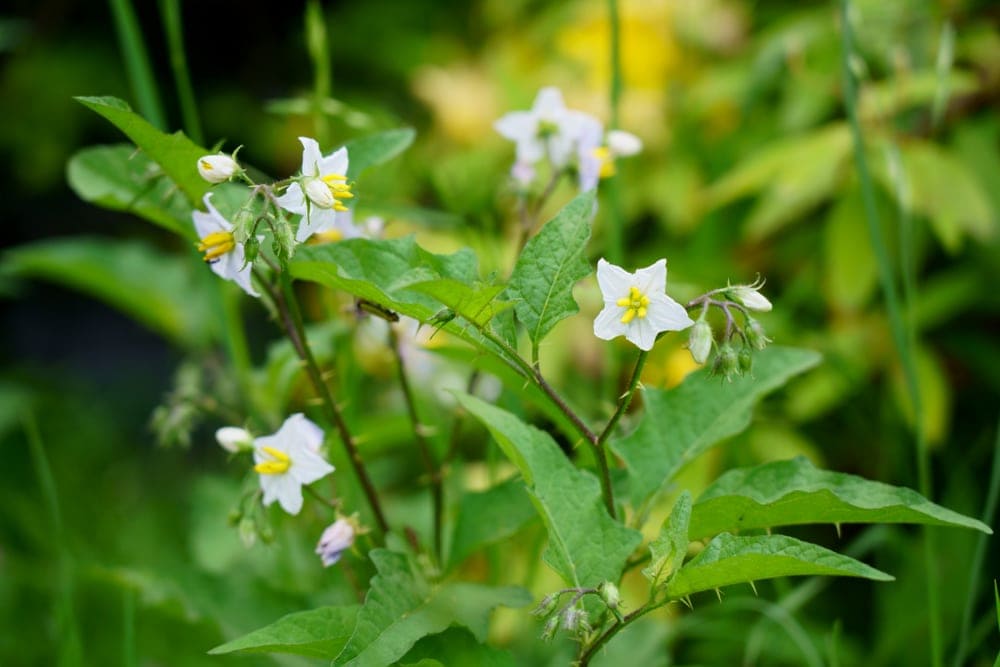 Horse nettle (Solanum carolinense)