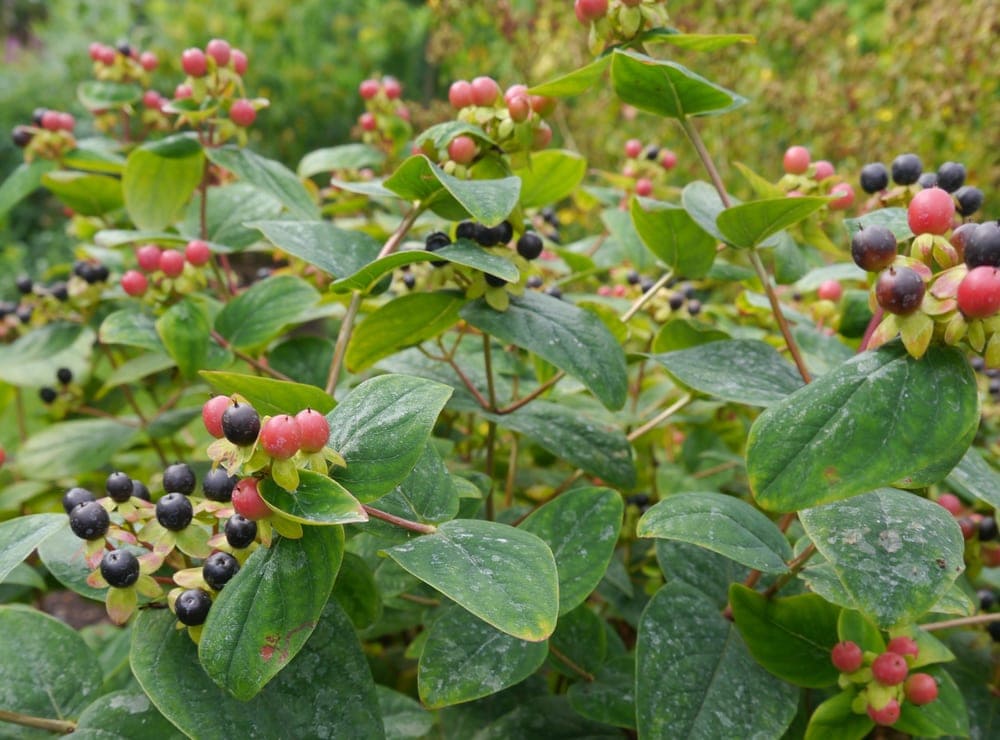 Tutsan (Hypericum androsaemum)