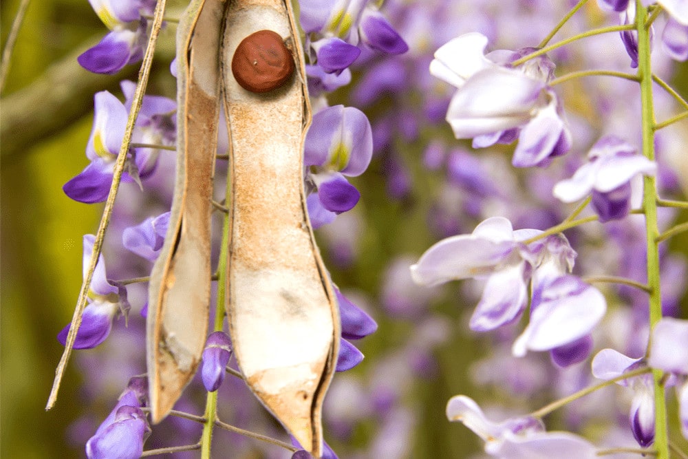Wisteria plant