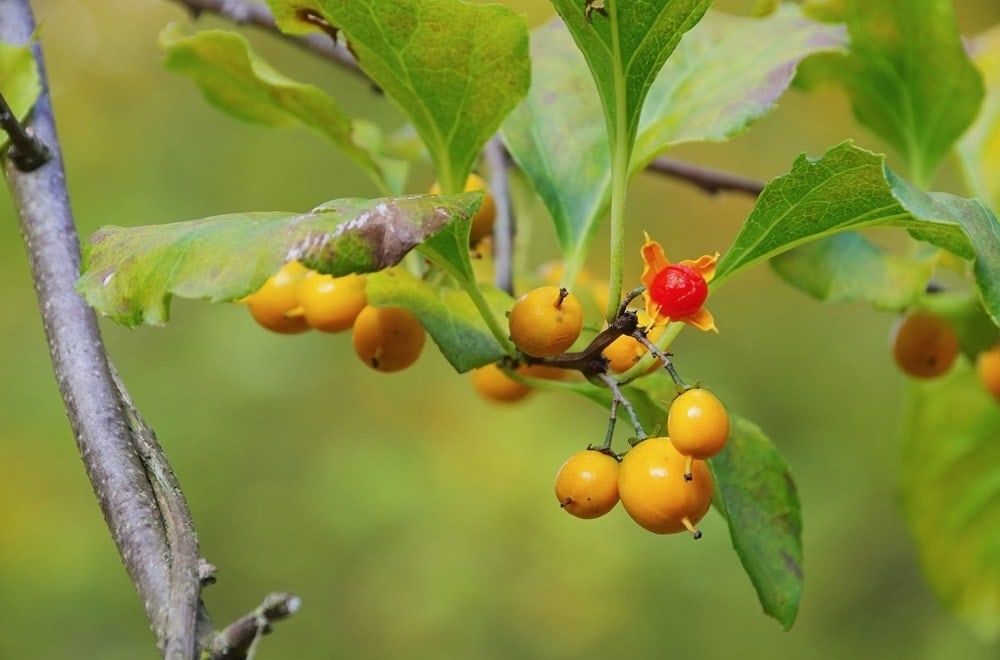 American bittersweet (Celastrus scandens)