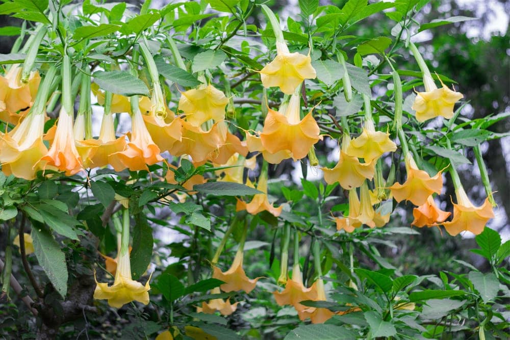 Angel's trumpet (Brugmansia species)