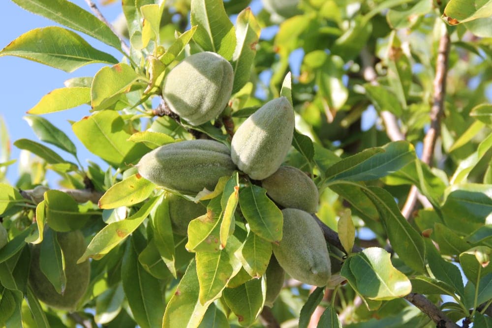 Bitter almonds (Prunus dulcis var. amara)