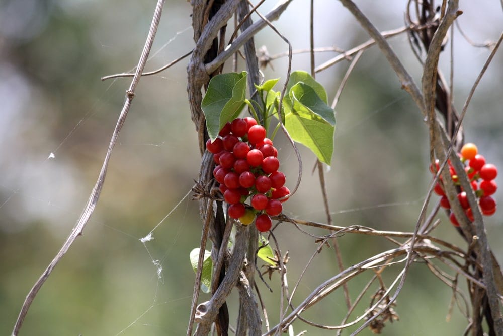 Canada moonseed (Menispermum canadense)