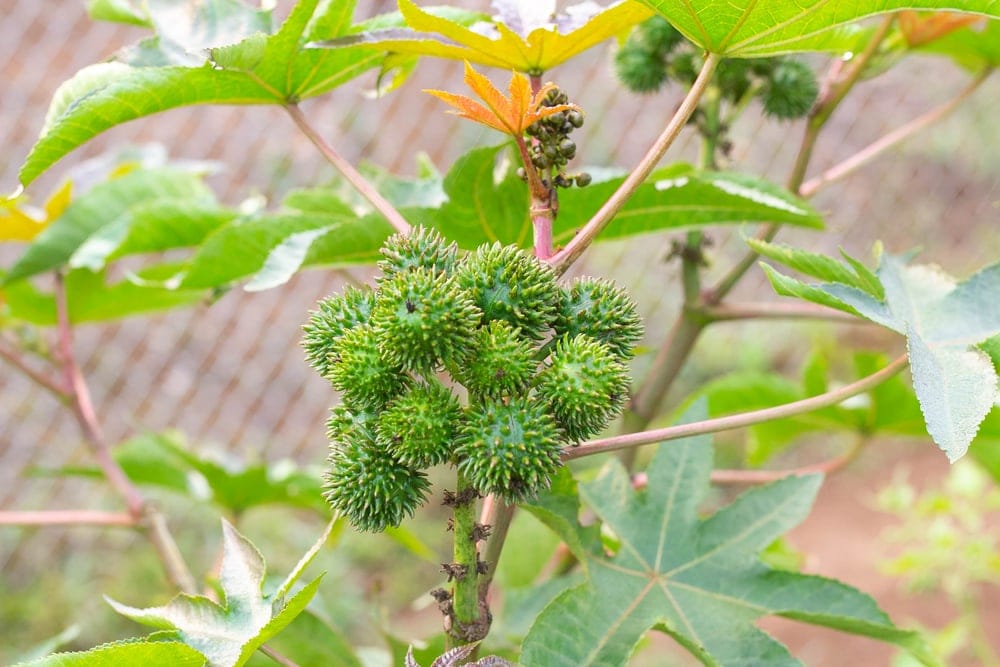Castor (Ricinus communis)