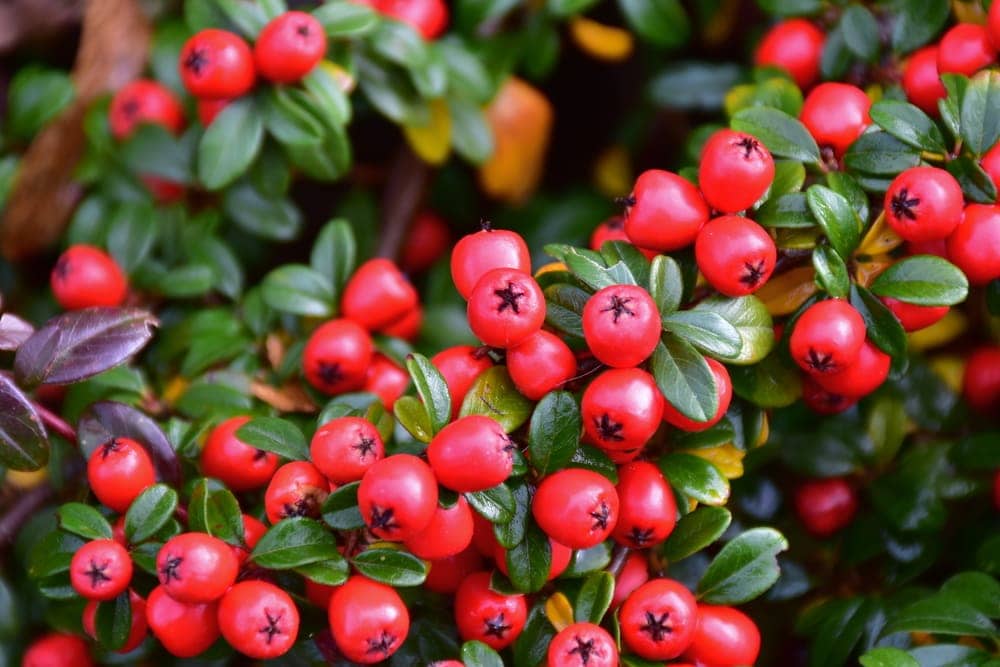 Cotoneaster