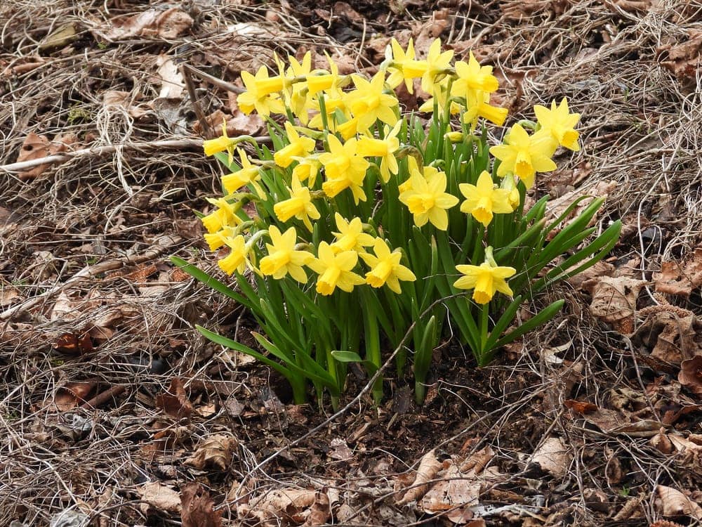 Daffodil