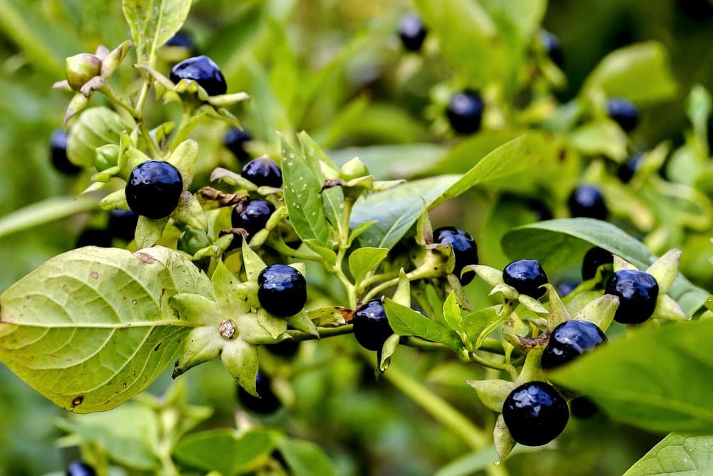 Deadly nightshade (Atropa belladonna)