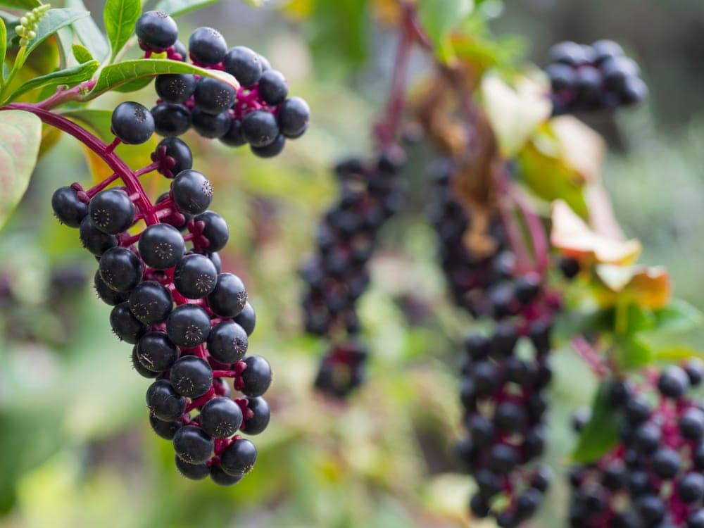 Pokeberries (Phytolacca americana)
