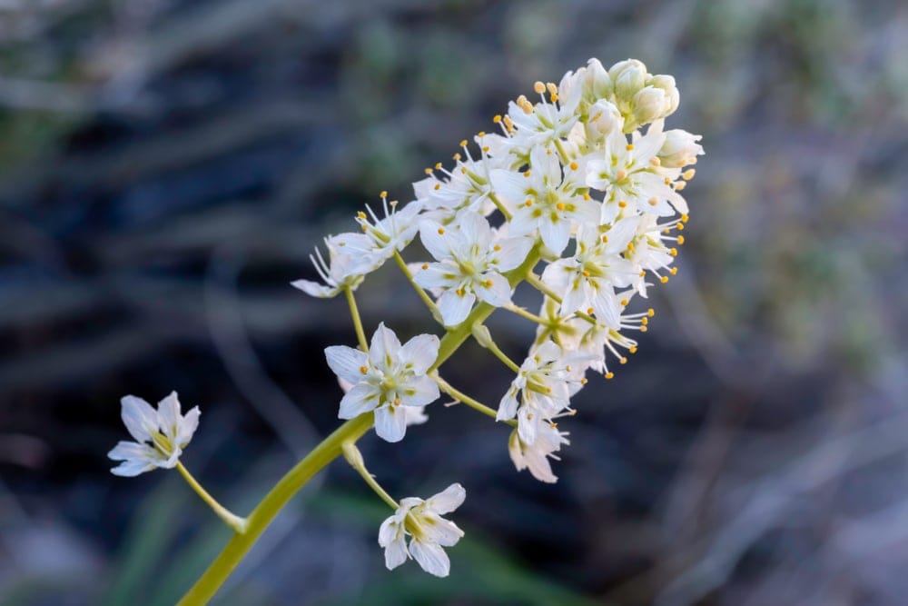 Death camas (Zigadenus venenosus)
