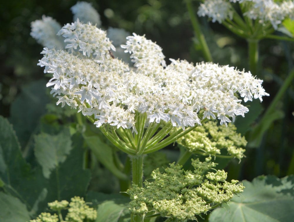 Giant hogweed (Heracleum mantegazzianum)