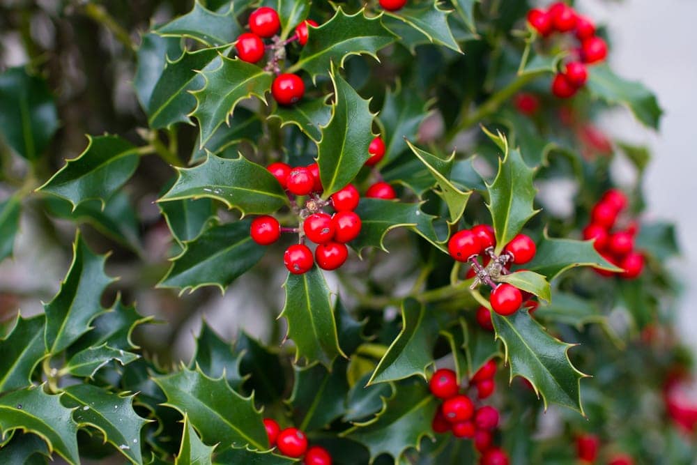 Holly berries