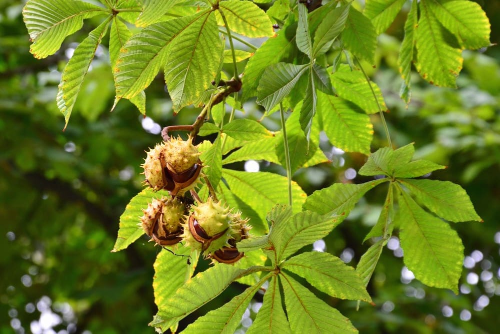 Buckeye also known ass horse chestnut