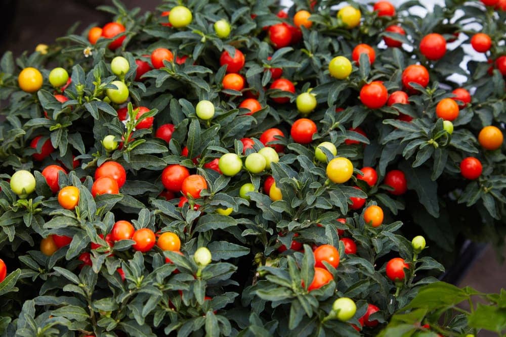 Jerusalem cherry (Solanum pseudocapsicum)