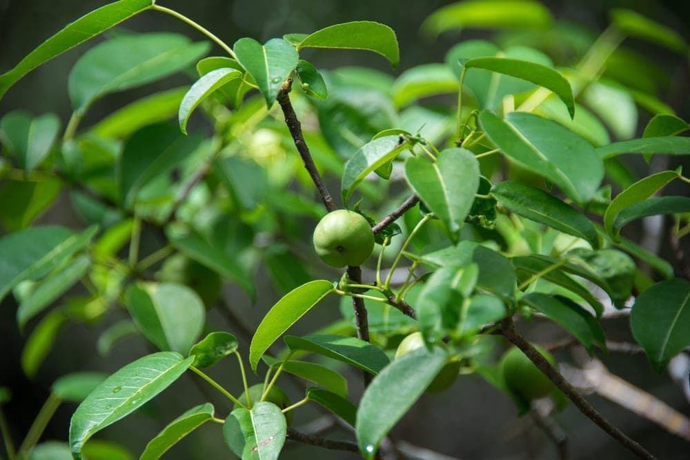 Manchineel tree (Hippomane mancinella)
