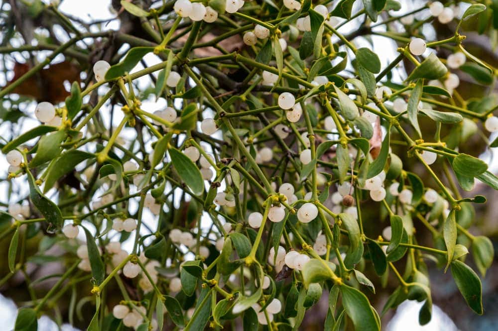 Mistletoe