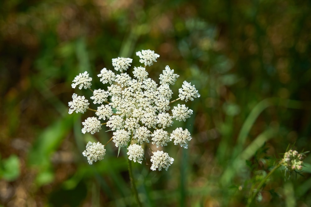 Poison hemlock (Conium maculatum)
