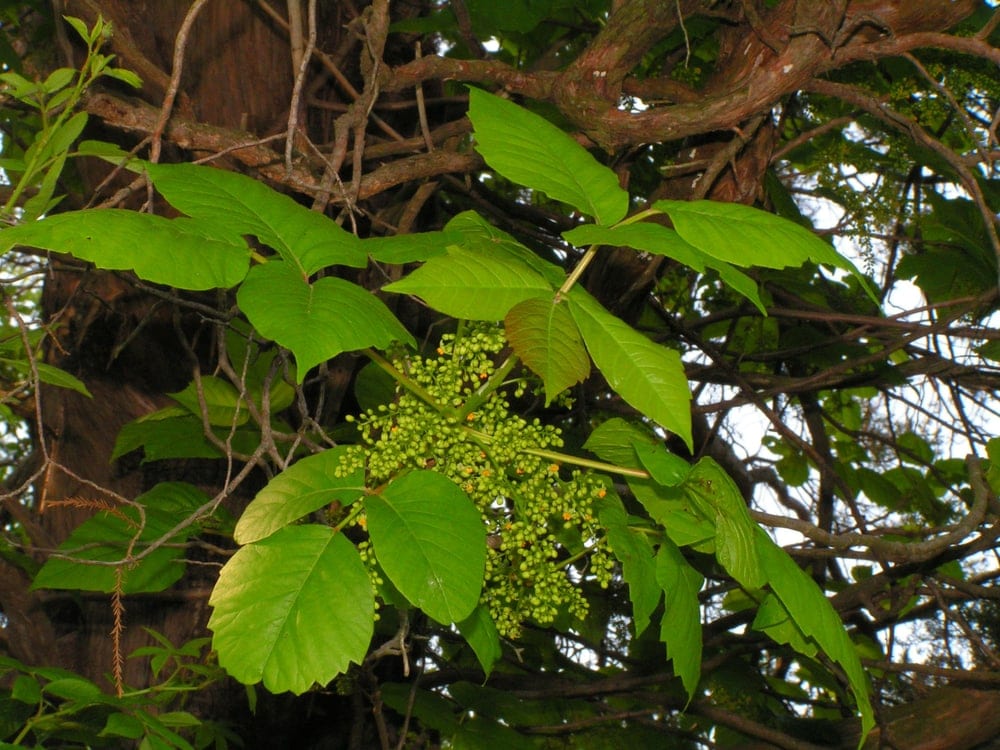 Poison ivy (Toxicodendron radicans)