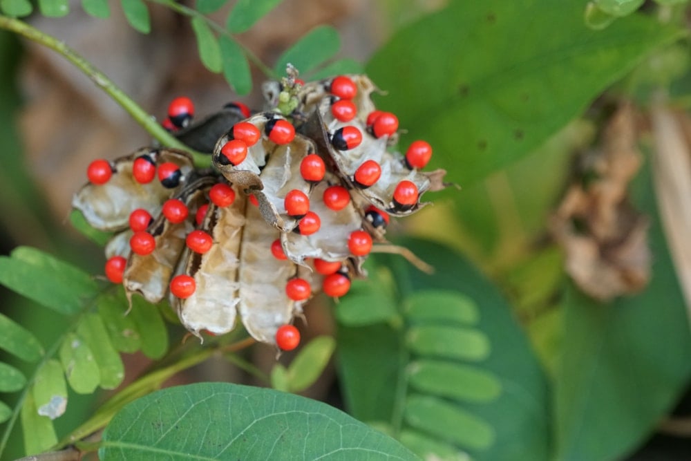 Rosary peas, or jequirity beans (Abrus precatorius)