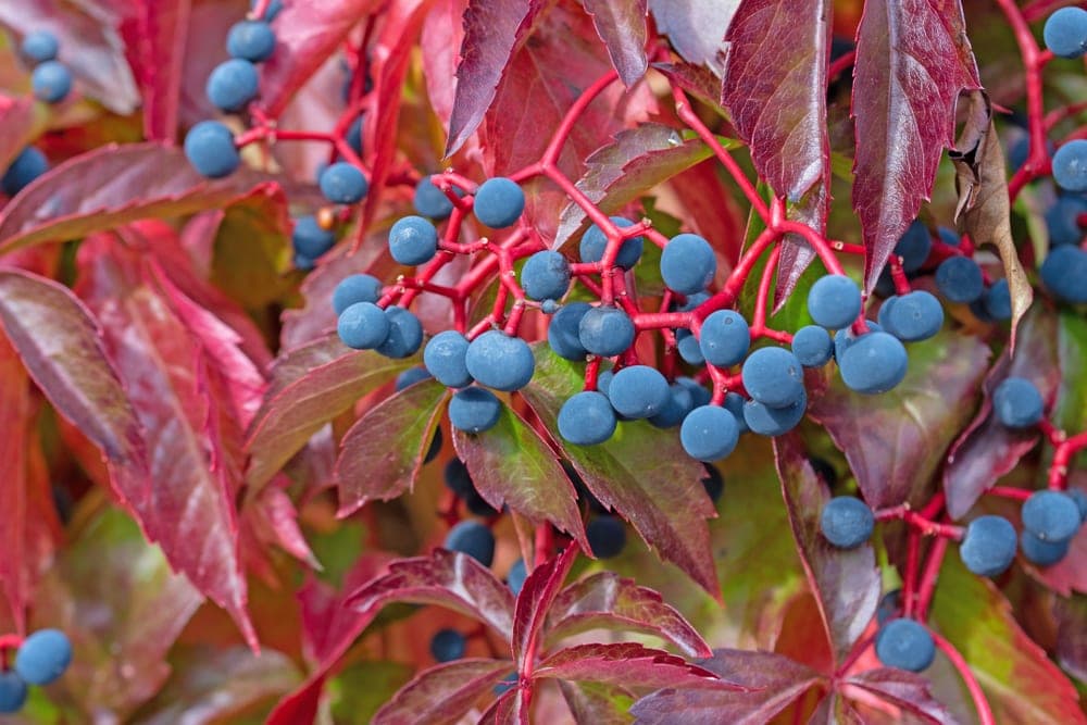 Virginia creeper (Parthenocissus quinquefolia)