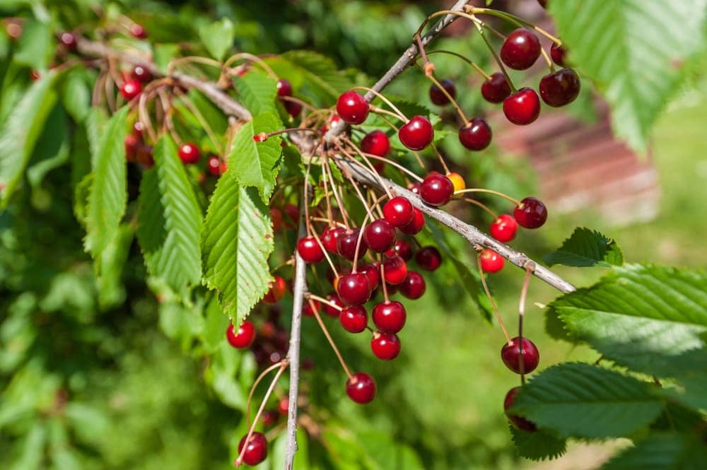 Wild cherry (Prunus serotina)