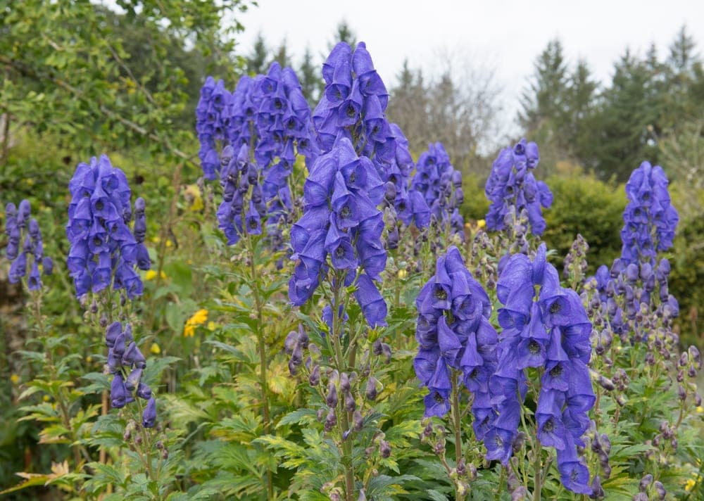 Wolfsbane (Aconitum napellus) also known as monkshood