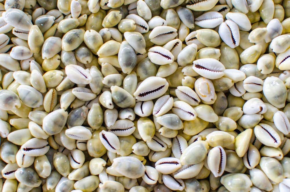 Cowrie (Money)