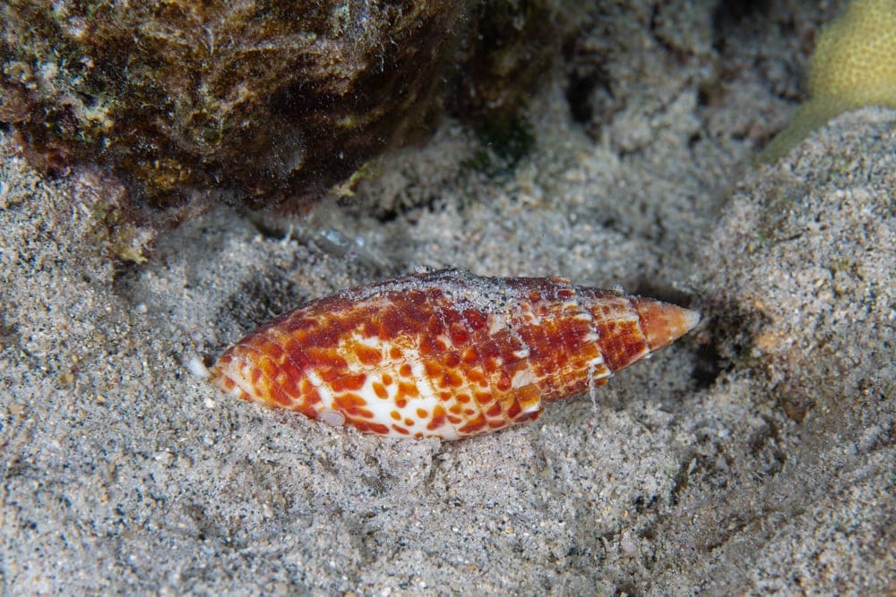 Miter shell