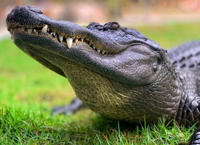 Photo of an alligator