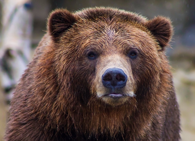 Photo of a brown bear 