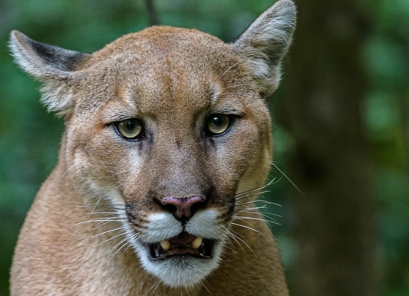 Photo of a cougar