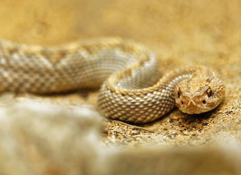 Photo of a snake