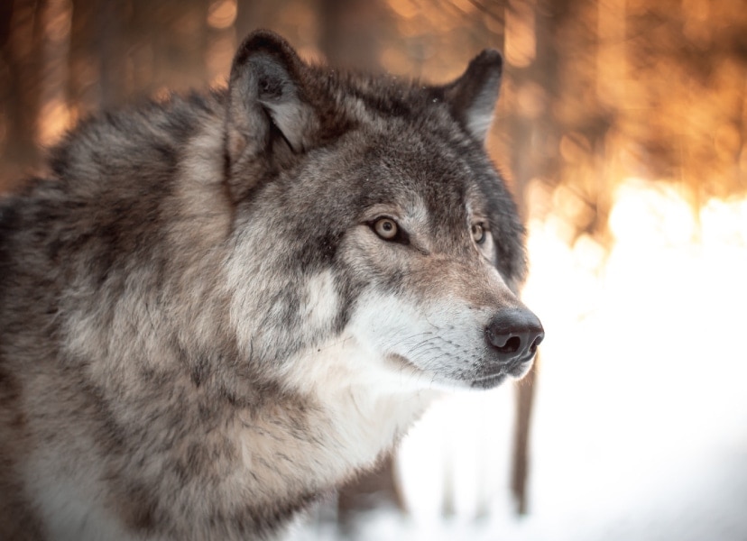 Photo of a wolf