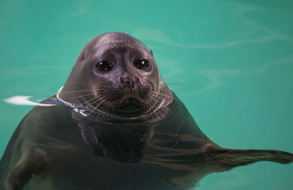 Baikal seal (Pusa sibirica)