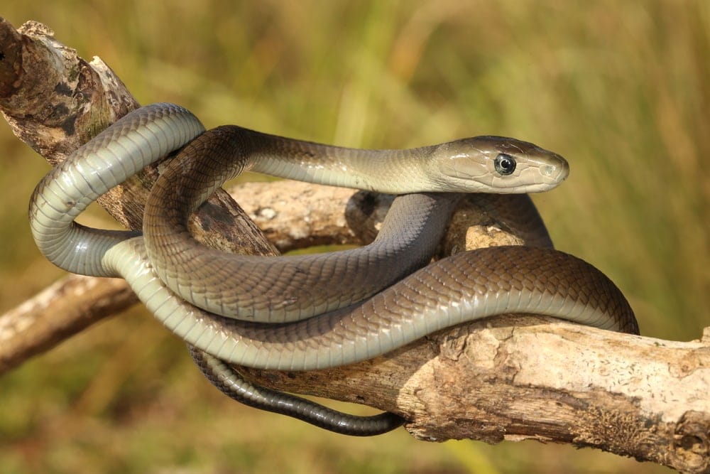 Black Mamba