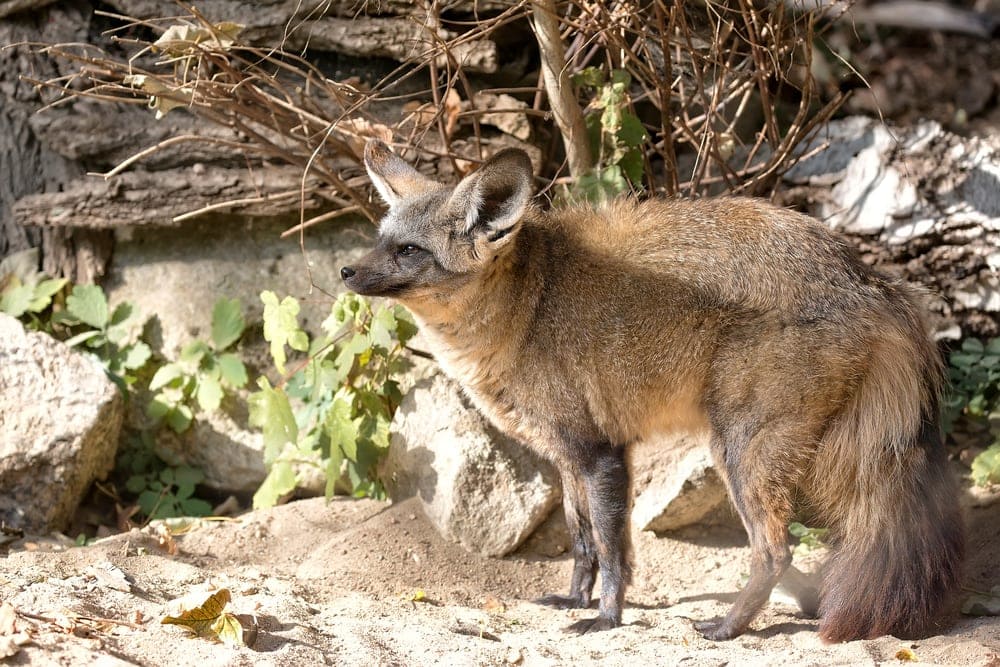Blanford's fox